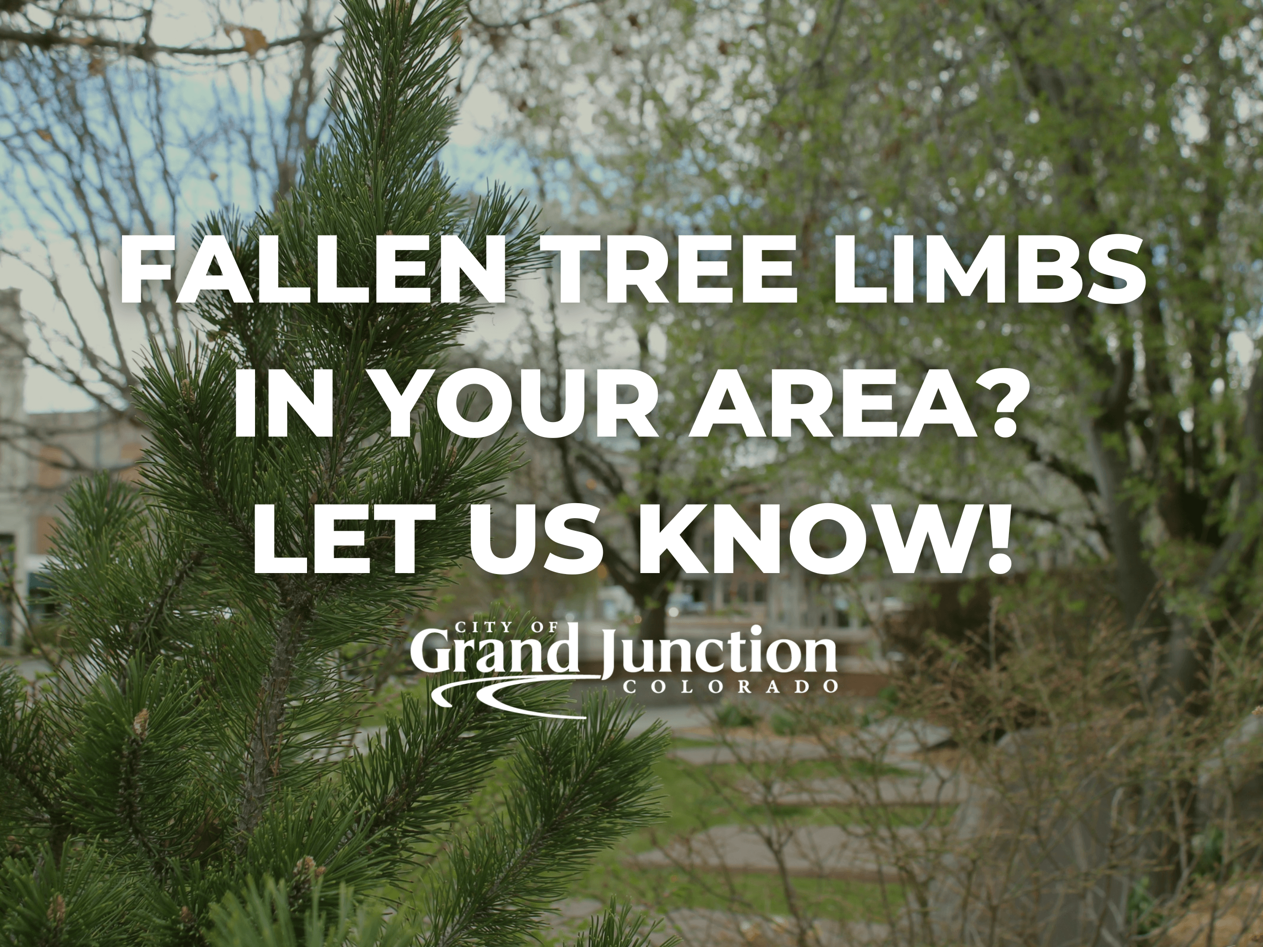 View of trees in front of City Hall, with text that says 