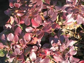 Eriogonum Umbellatum