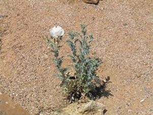 Argemone Polyanthemos