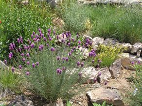 Dalea Purpurea 2