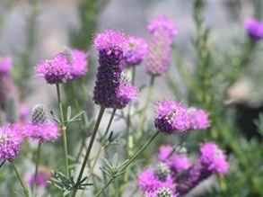 Dalea Purpurea
