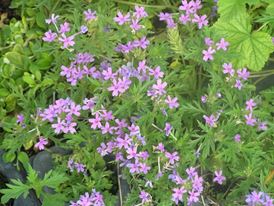Glandularia Canadensis