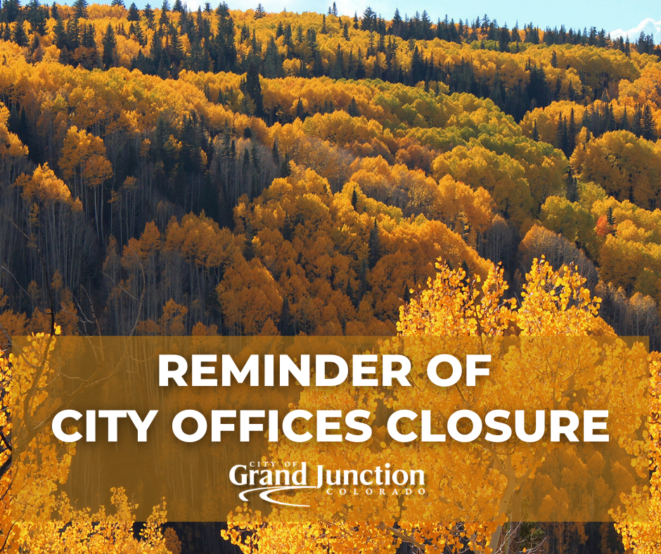 Aspen trees on the Grand Mesa in the fall.