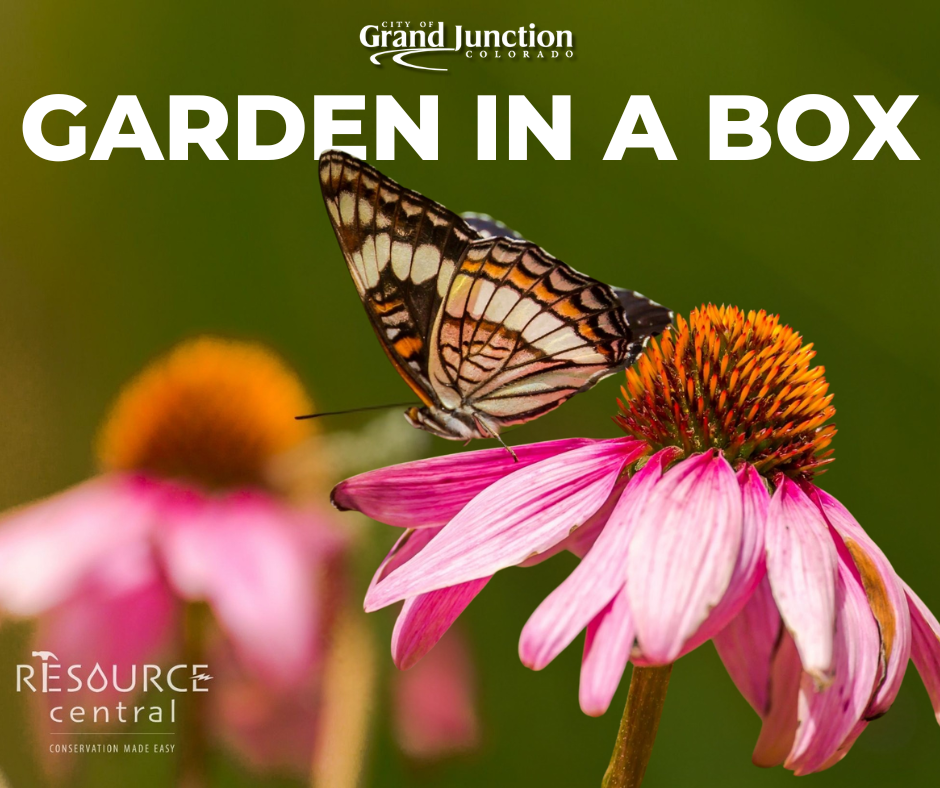 Butterfly landing on flower