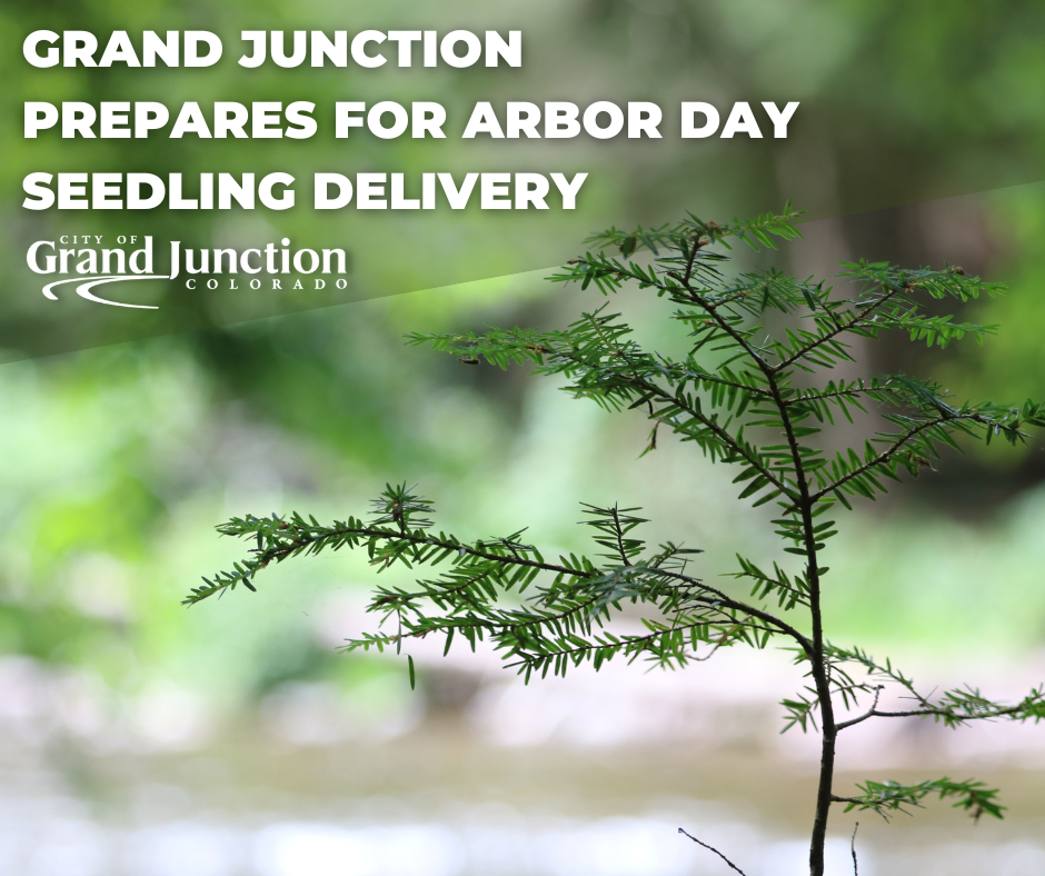 Tree seedling sprouting with text on graphic