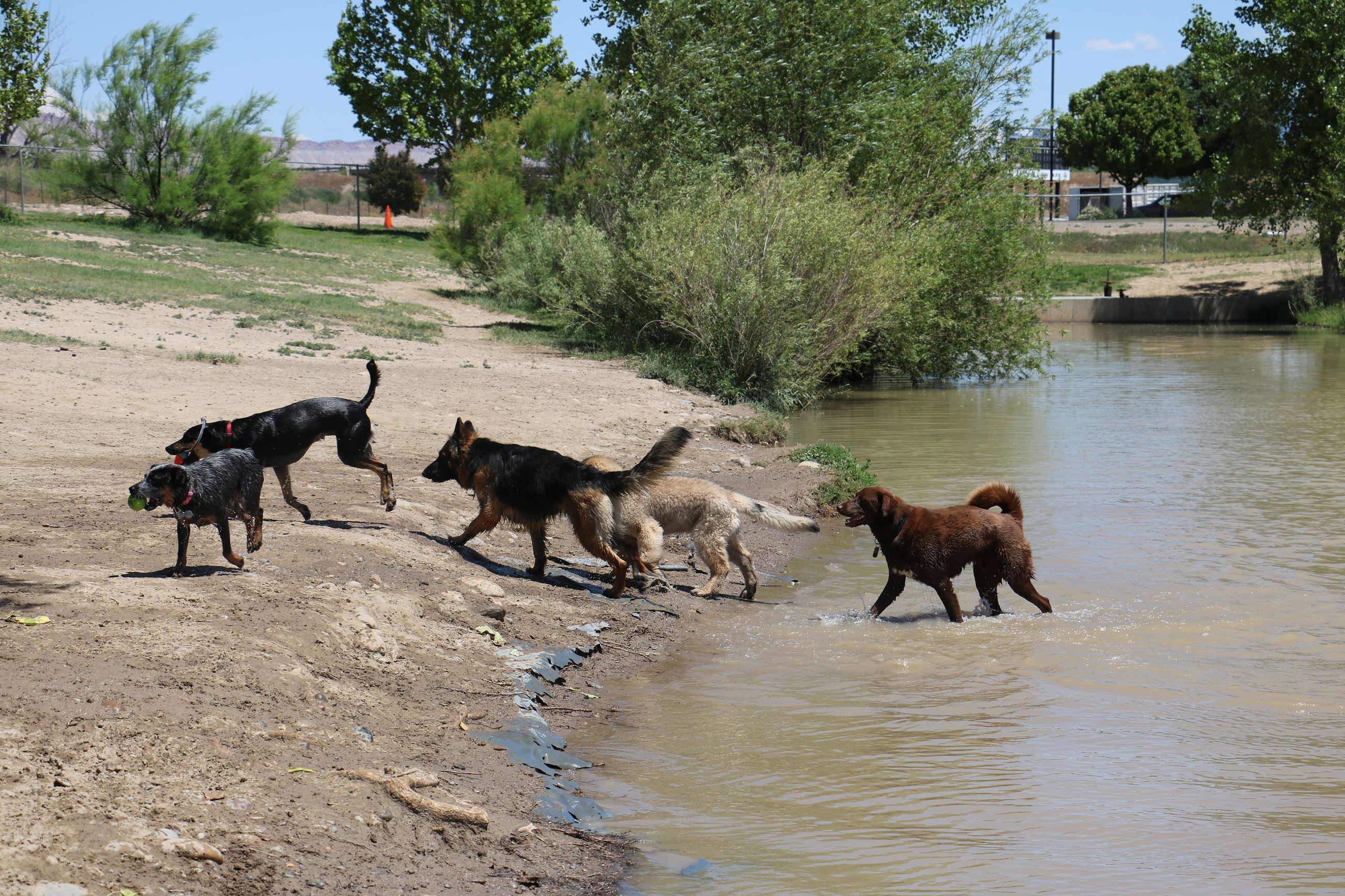 Dogs playing in the water.