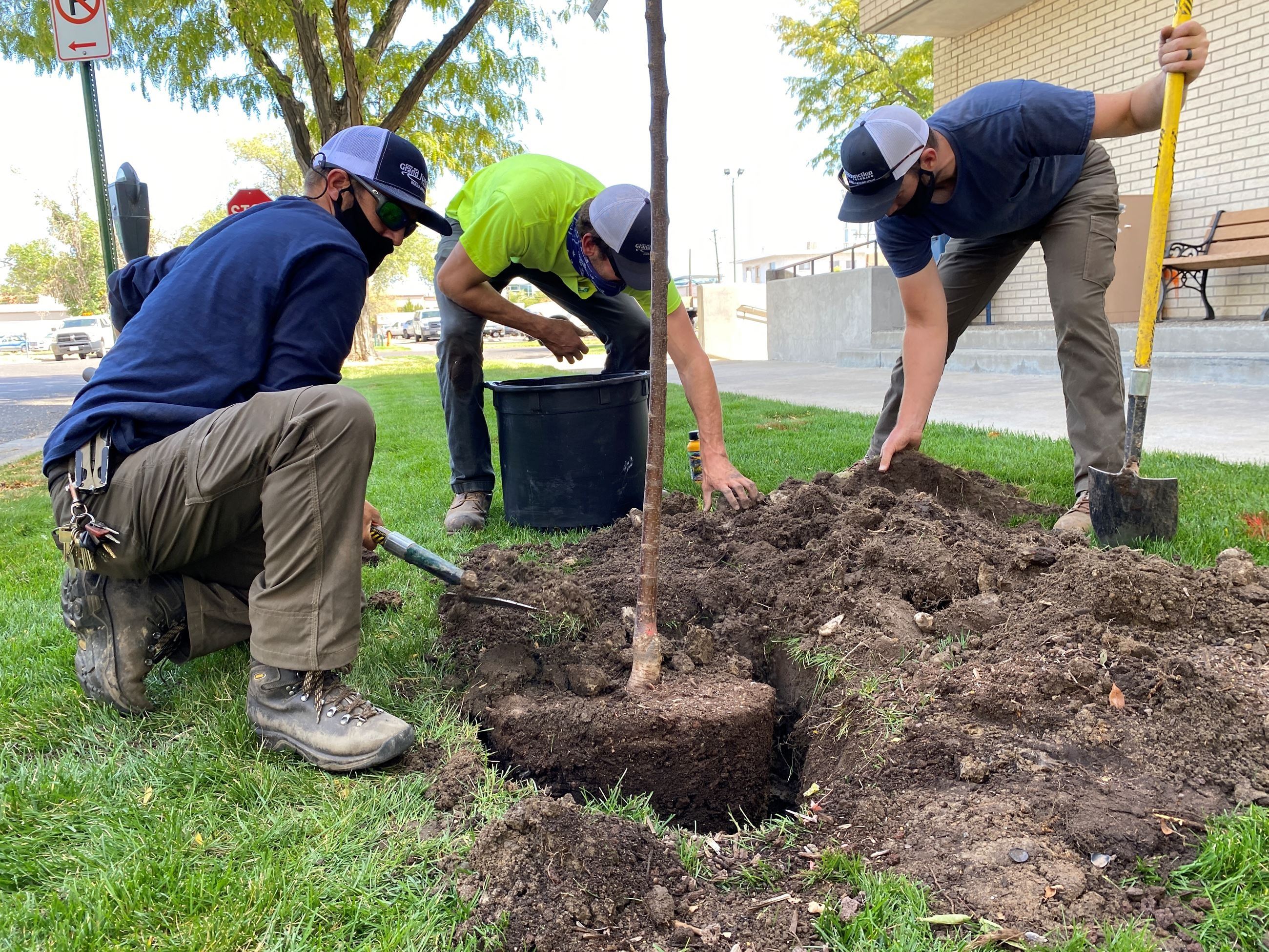 Forestry crew planting tree