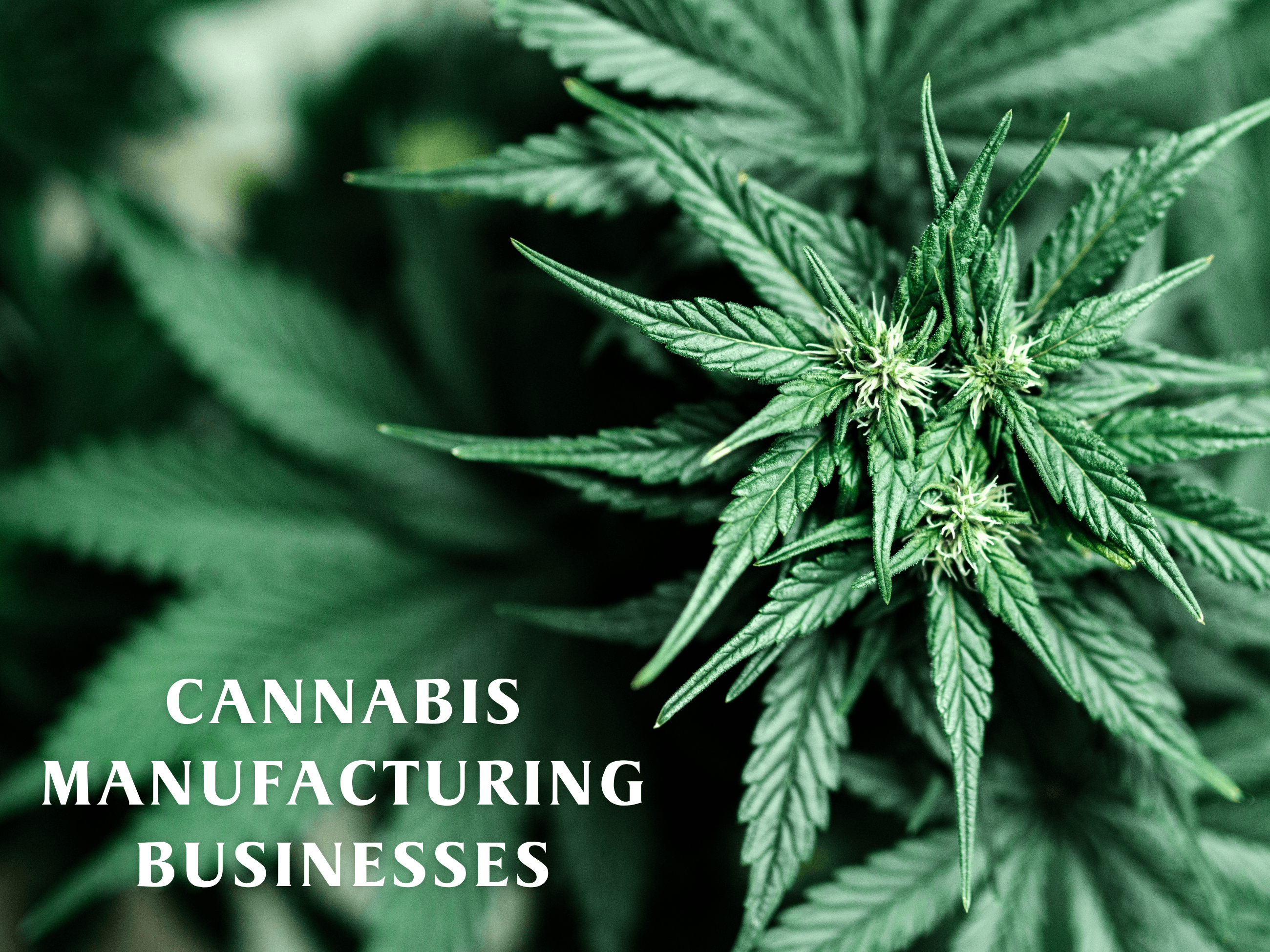 Cannabis Manufacturing Businesses