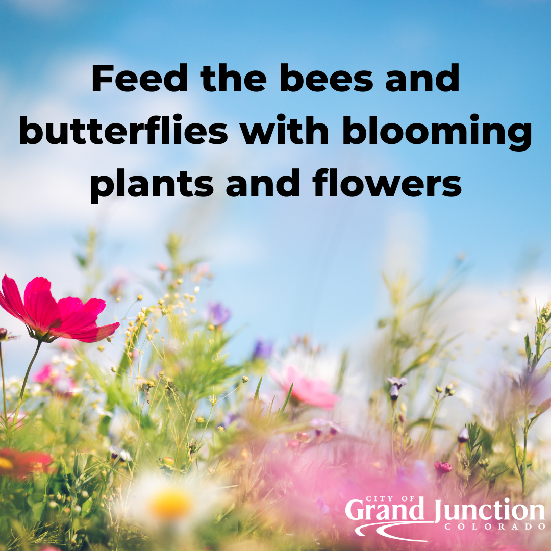 Wildflowers feed bees and butterflies