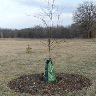 Newly planted tree