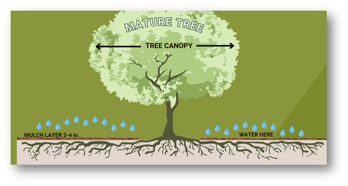 Tree Canopy Root Watering Zone